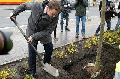 Nowe Centrum Warszawy – pierwsze drzewa na rondzie Dmowskiego
