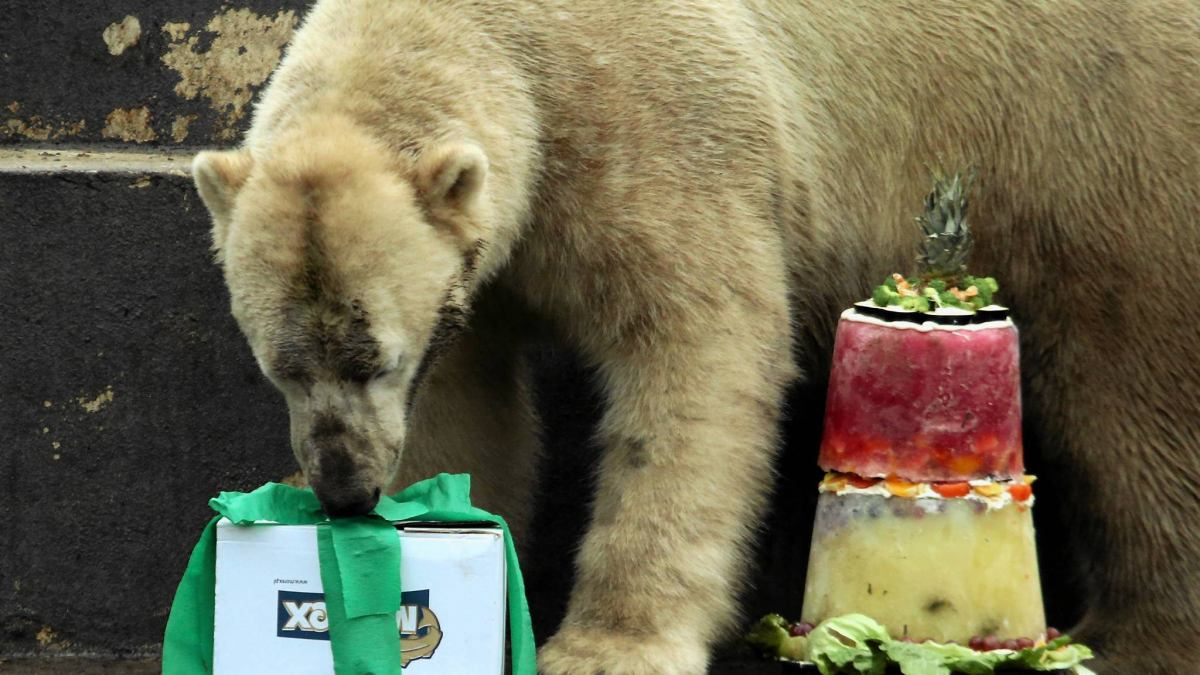Urodziny polarnych niedźwiedzi w Zoo na Pradze