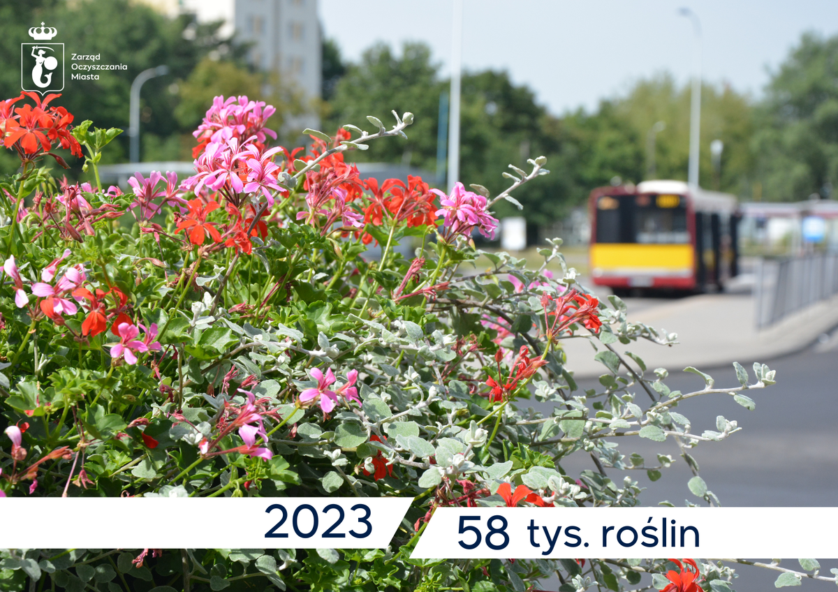 Tysiące kwiatów i drzew posadzonych wokół przystanków w 2023 roku
