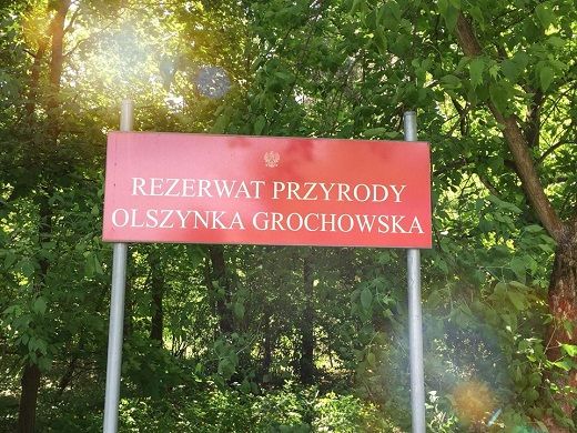Wycinanie uszkodzonych drzew w Rezerwacie Przyrody Olszynka Grochowska