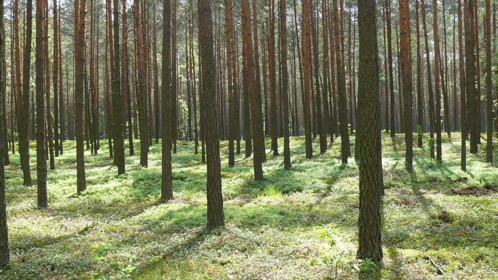 Lasy państwowe – o wiodącej funkcji społecznej tych lasów i nie tylko 