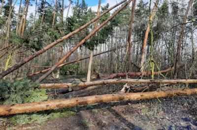 Trwa wycinka uszkodzonych drzew w warszawskich lasach