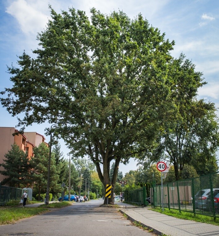 Dąb z Rembertowa na podium Drzewa Roku 2023