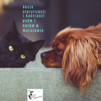 Akcja sterylizacji i kastracji psów i kotów w Warszawie