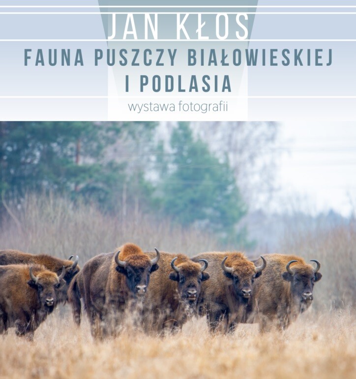 Fauna Puszczy Białowieskiej i Podlasia – wernisaż wystawy fotografii Jana Kłosa